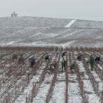 A photo of people picking grapes in a vineyard to make champagne - photography competition submission