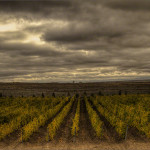 Vineyard, Kavaklidere, Cappadocia