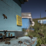 David Hagerman - Honey Bees