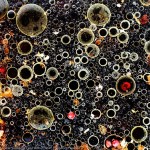 Adrian Mueller Oils and Vinegar