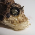 Imaan Jan - Fish Head