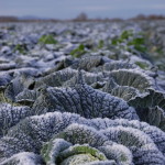 Isobel Woolley - Winter Cabbages