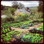 Jason Ingram - Charles Dowdings Vegetable Plot
