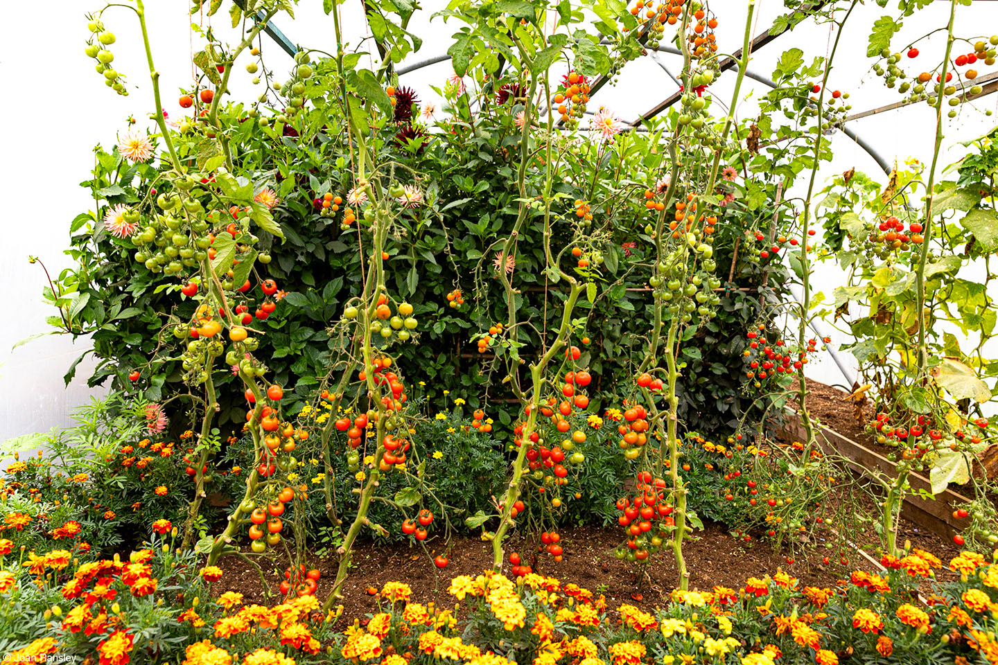 Many large tomato plants, along with various other plants, growing inside a polytunnel