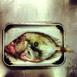 Paul Winch Furness - John Dory