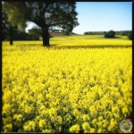 bry_garcia-wilkinson_rape-seed
