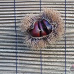 chrissie_walker_japanese_chestnut