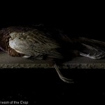 christian_schwetz_shropshire-game