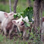 colin_hampden_white_piglets_in_vineyard