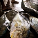 craig_kinder_fish_for_sale