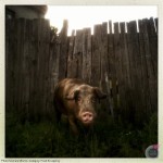 danielle_miernick_pig