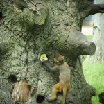 eden_crossley_cheeky_monkey