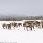emma_wood_pastures_new