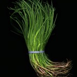 francesco_bellisia_agretti