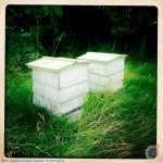 jacqueline_franklin_bee-hives