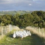 jake_eastham_gaggle