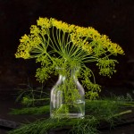 jane_saunders_dill