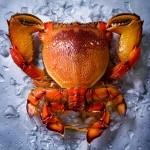 louise_lister_spanner-crab