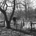 lucy_saggers_bringing-in-the-geese