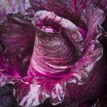 manuela_ruther_sweetheart_cabbage