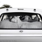 olaf_delharde_sheep_namibia