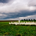 olaf_tamm_geese_austria