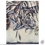 patricia_niven_sprats