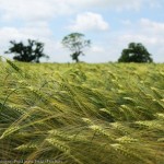 paul_steven_wheat_field