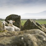 philip_field_spring_lambs