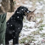 robin_stewart_retriever_with_pheasant