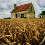 ron_smith_wheat-crop-in-france