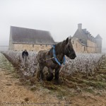 thierry_gaudilere_horse_ploughing_clos-vougeot